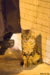 0509cat03