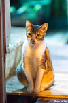 0509cat04