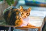 0509cat05