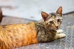 0509cat07