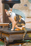 0509cat09