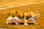06416cat01
