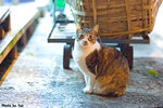 06416cat08.5