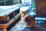 06416cat09.5