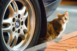 06416cat10