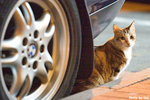 06416cat11