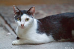 0721cat01