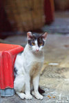 0721cat02