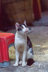 0721cat03