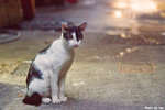 0721cat04