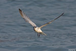 IMG_8835