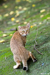 0715cat01