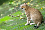 0715cat02