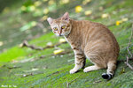 0715cat03