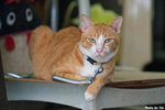 0715cat04