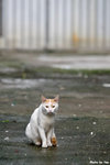 0715cat07