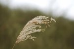 DSC_0038(001)
