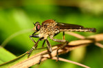 IMG_0628-28
