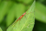 IMG_0695-95