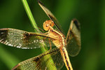 IMG_0769-69