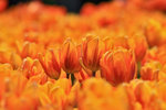 IMG_5536-36