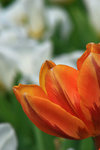 IMG_5560-60