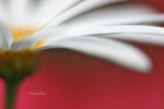 IMG_5706-06a