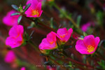 IMG_2260-60