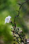 IMG_2291-91
