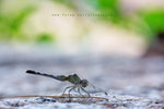 IMG_2317-17