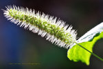 IMG_2348-48