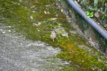 Daurian Redstart--female 北紅尾鴝
