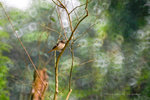 Daurian Redstart--female 北紅尾鴝