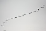 IMG_0234