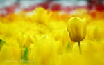 IMG_7194