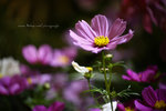 IMG_7248-48