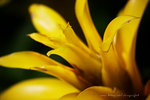 IMG_7262-62