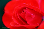 IMG_6601