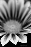IMG_6619