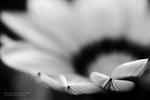 IMG_6621