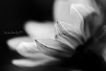 IMG_6622