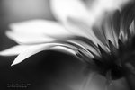 IMG_6625