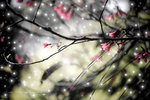 IMG_4279-79