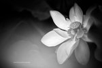 IMG_8125
