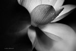 IMG_8173-73