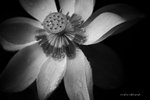 IMG_8208-08