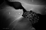 IMG_8210-10