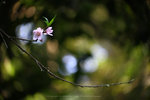 IMG_4551