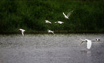 IMG_5339
