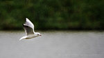 IMG_5357-2